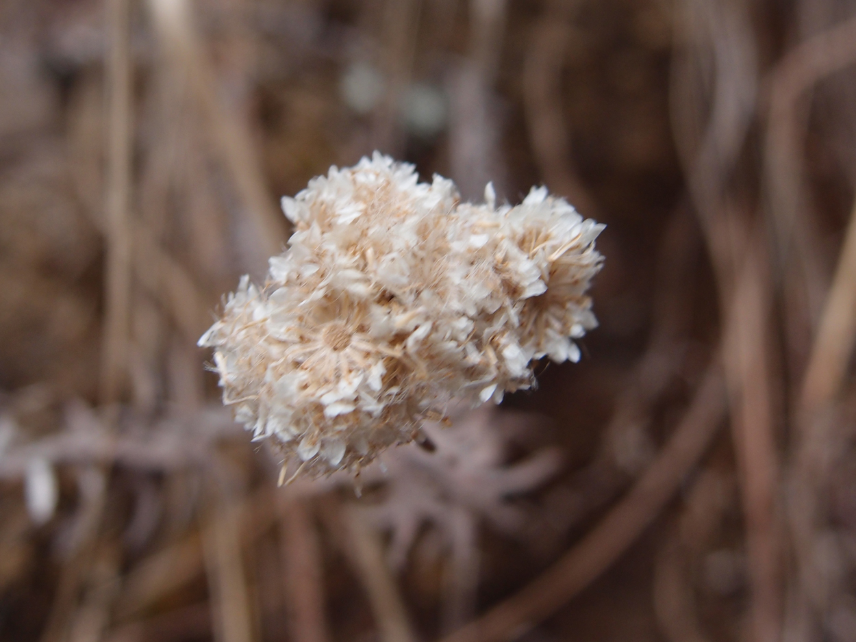 2018-01-16 12 Uhr - Im Shivapuri Nagarjun National Park (Nagi Gumba) (Foto) 